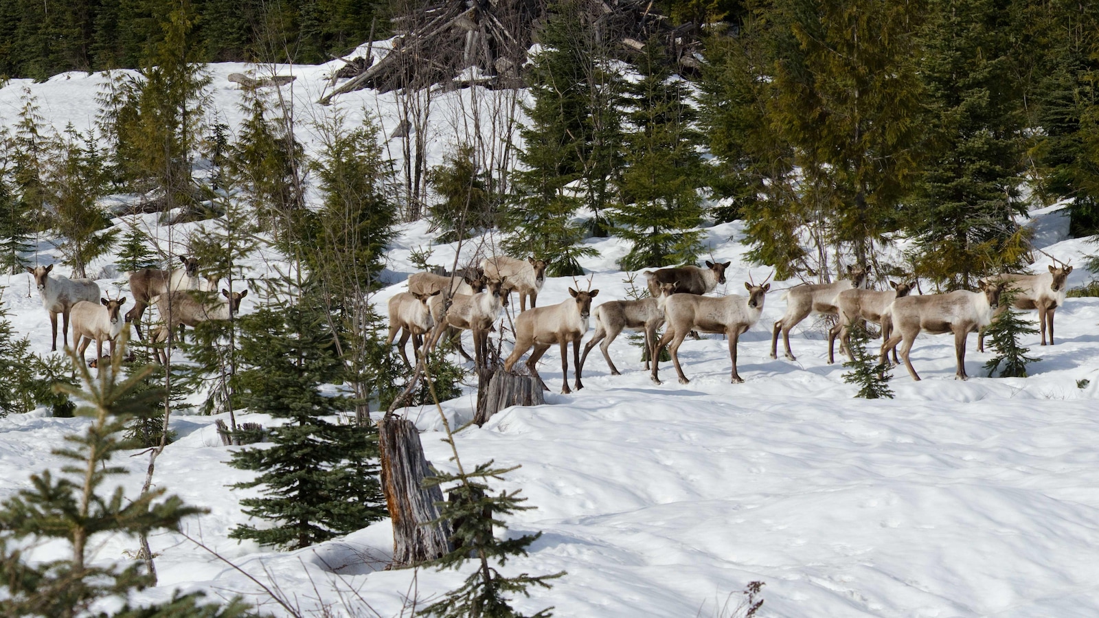 Un troupeau de caribous se déplace vers les plaines au printemps. Un troupeau de caribous se déplace vers les plaines au printemps.