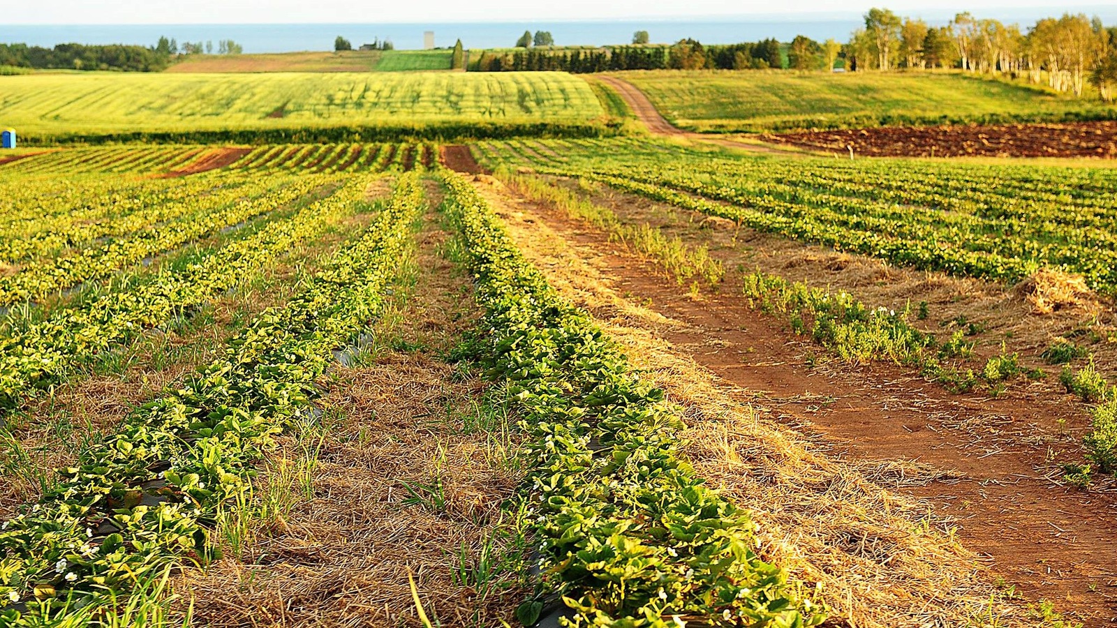 Les champs de fraises de la Ferme Bourdages Les champs de fraises de la Ferme Bourdages