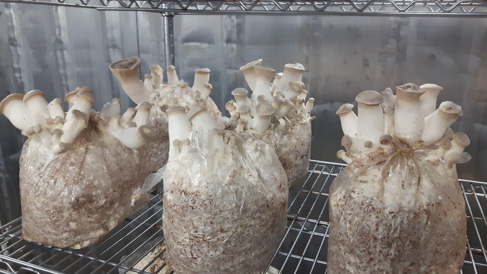 Des produits de la Pleurotière inc., dans le secteur de Gatineau. Des produits de la Pleurotière inc., dans le secteur de Gatineau.