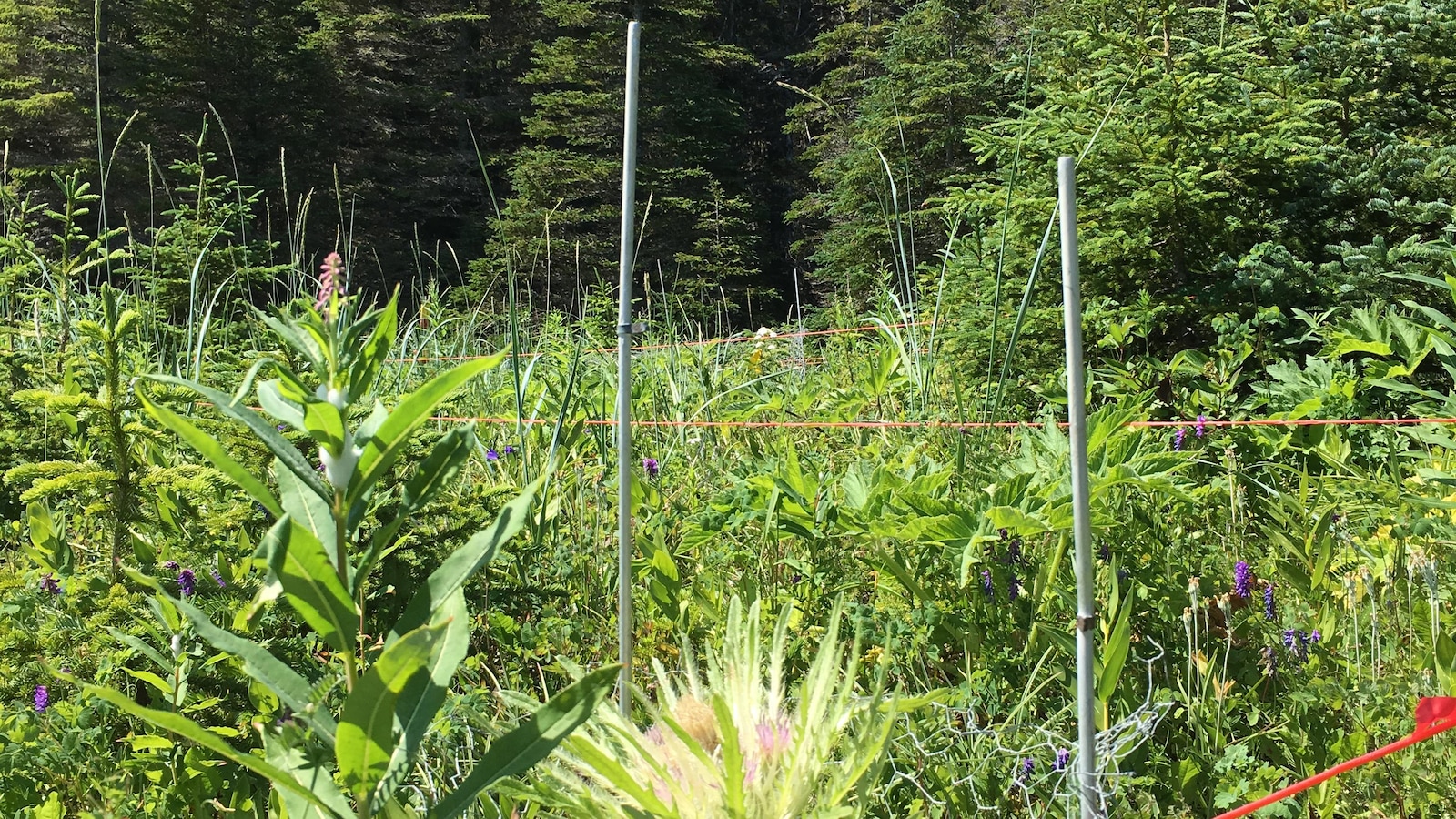 On peut apercevoir la plante sur l'archipel de Mingan à la lisière entre la forêt et le littoral. On peut apercevoir la plante sur l'archipel de Mingan à la lisière entre la forêt et le littoral.