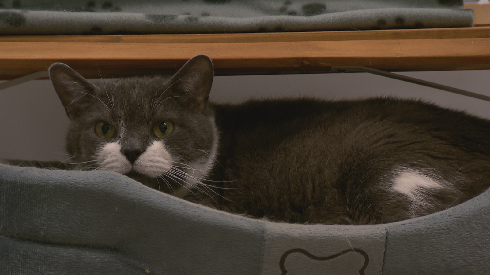 Un chat assis dans son panier Un chat assis dans son panier