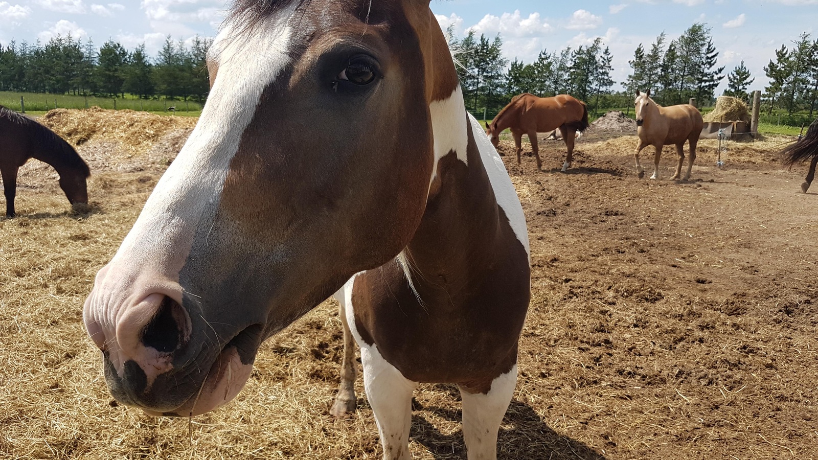 Des chevaux Des chevaux
