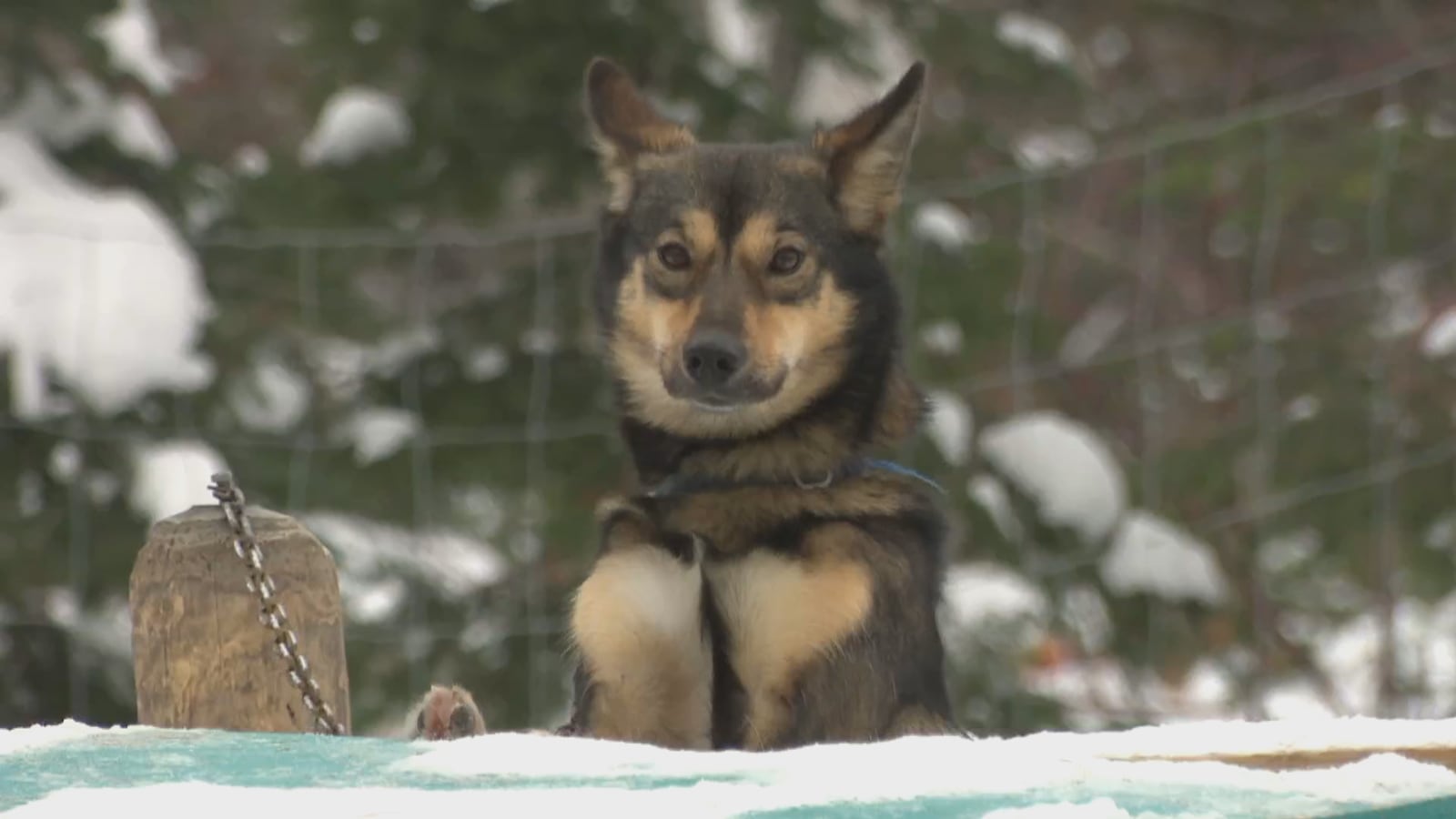 Un chien de traîneau se repose dans la neige. Un chien de traîneau se repose dans la neige.