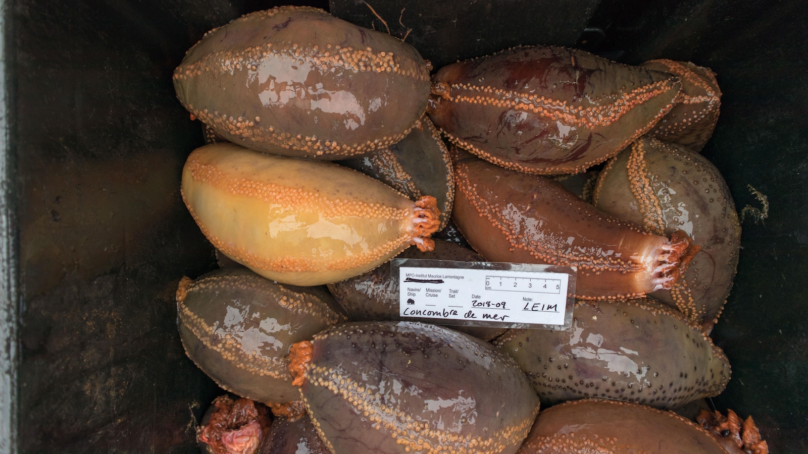 Des chercheurs évaluent les stocks de concombre de mer pour la première fois. Des chercheurs évaluent les stocks de concombre de mer pour la première fois.