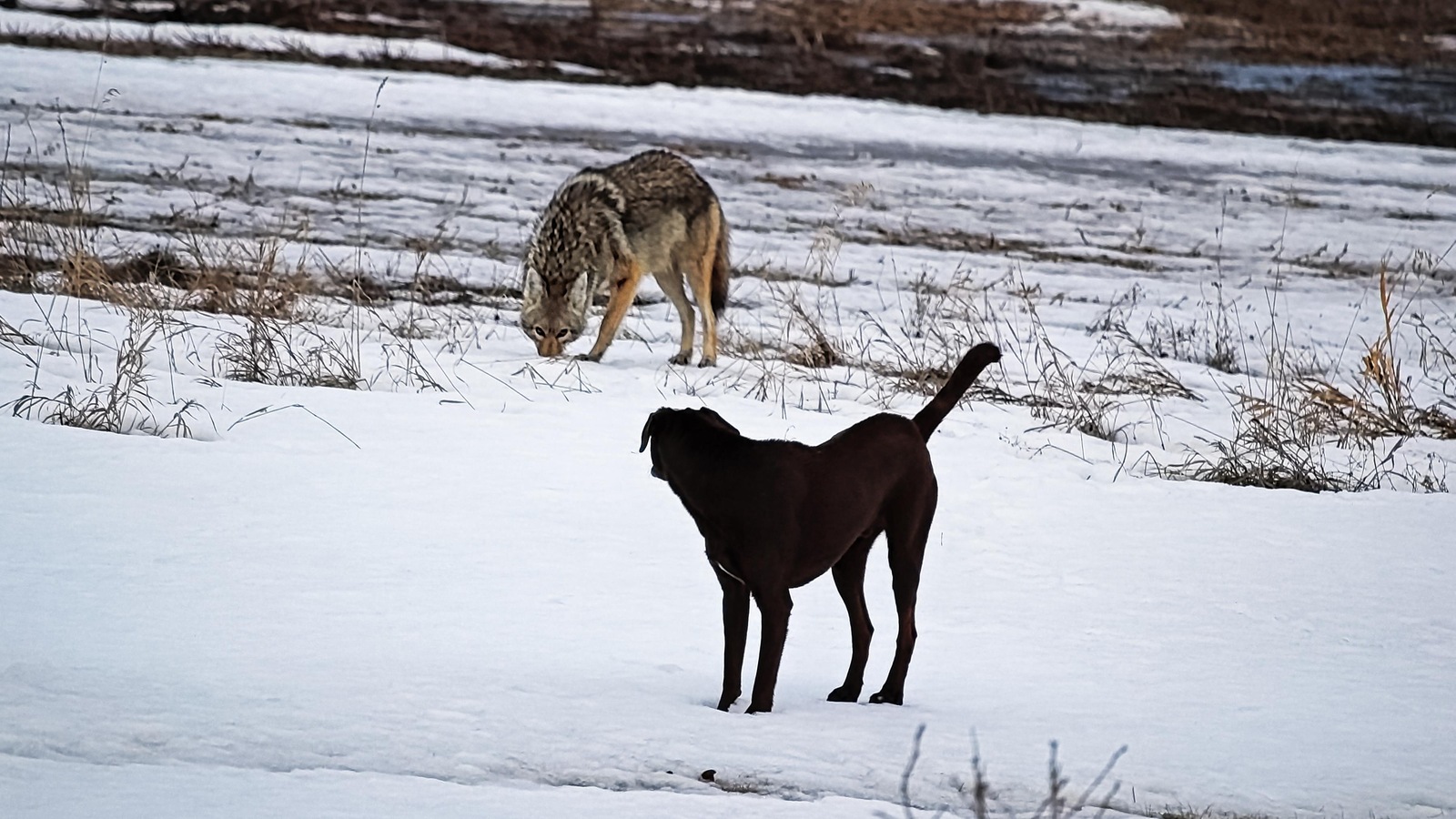 Un chien domestique et un coyote s'observent. Un chien domestique et un coyote s'observent.