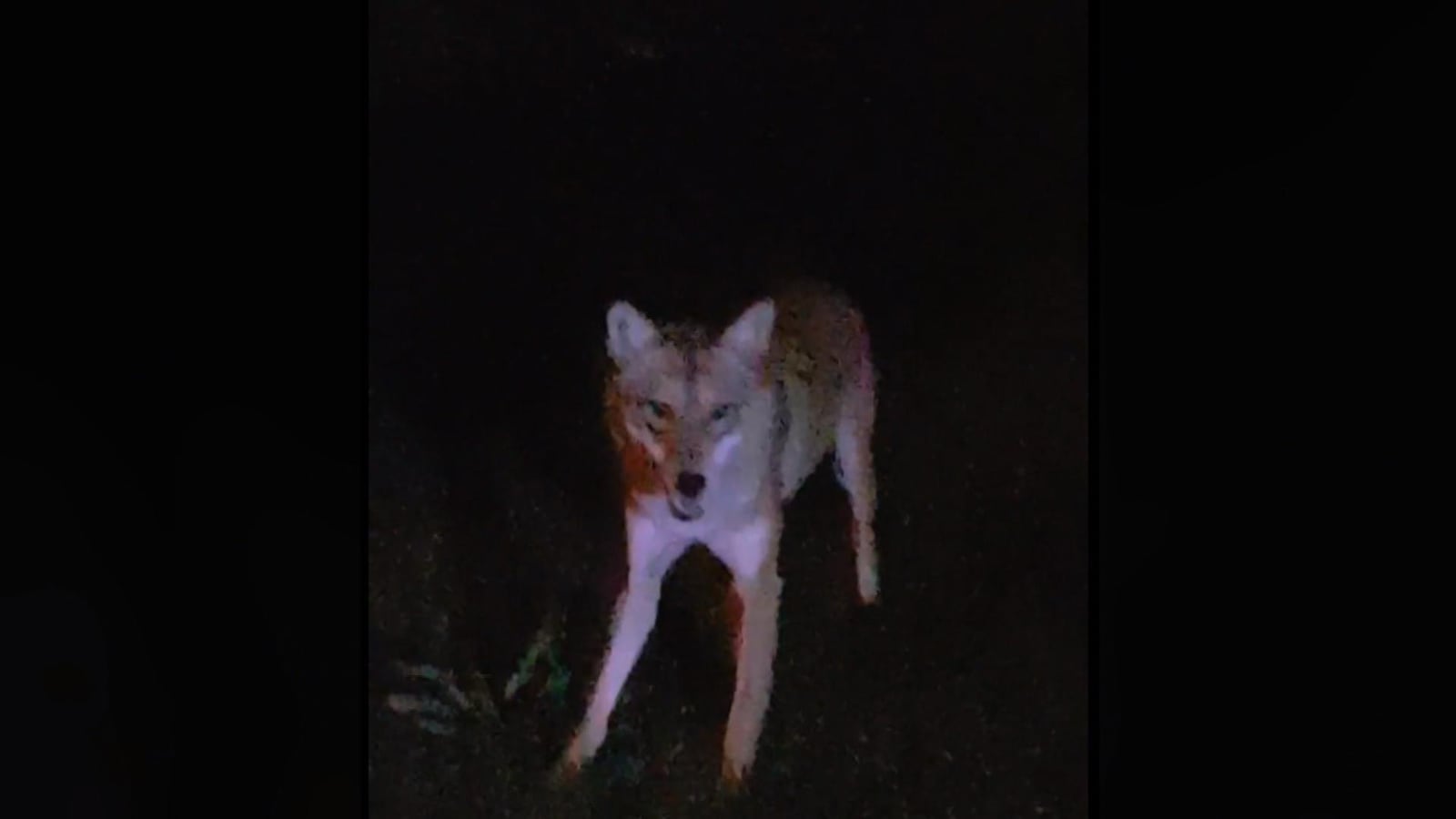 Coyote aperçu à Ville Mont-Royal Coyote aperçu à Ville Mont-Royal