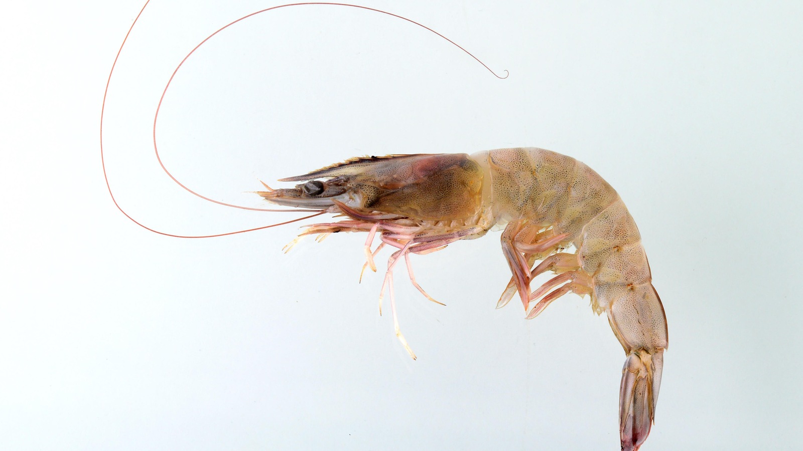 Le chitosan est fait de carapaces de crustacés comme la crevette, réduites en poudre puis traitées pour en éliminer pigments, minéraux et protéines allergènes. Le chitosan est fait de carapaces de crustacés comme la crevette, réduites en poudre puis traitées pour en éliminer pigments, minéraux et protéines allergènes.