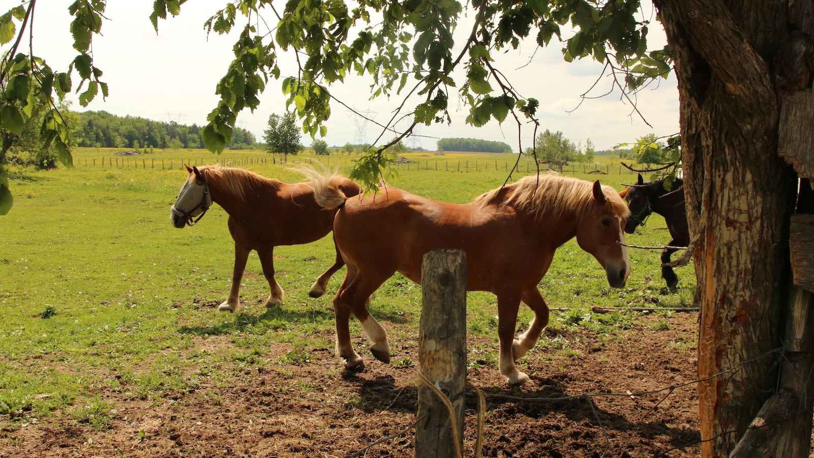 Les chevaux dans le pré Les chevaux dans le pré