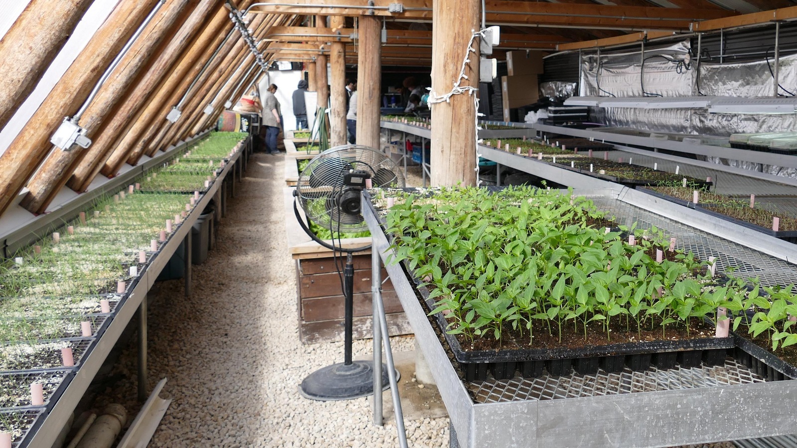L'intérieur d'une serre avec beaucoup de jeunes plants qui poussent. L'intérieur d'une serre avec beaucoup de jeunes plants qui poussent.