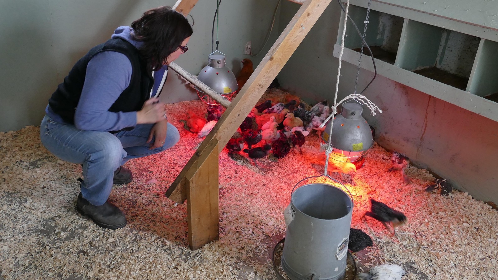 Une femme dans un poulailler observe des poussins. Une femme dans un poulailler observe des poussins.