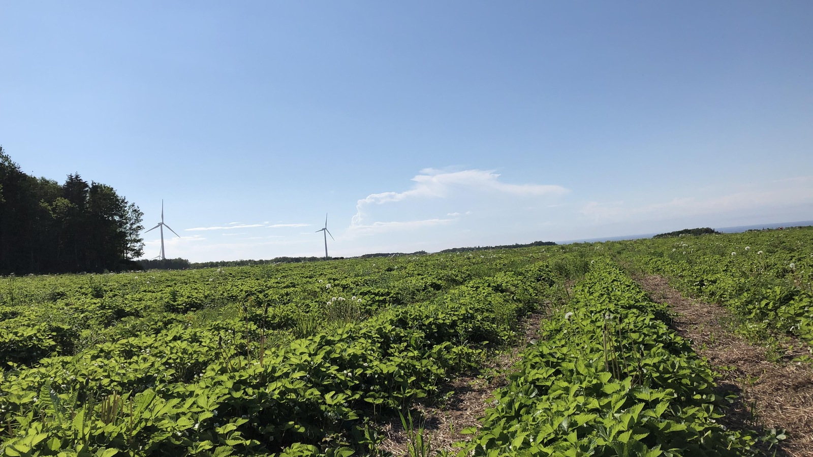 Des champs de fraises de la Fraisière Durette à St-Ulric. Des champs de fraises de la Fraisière Durette à St-Ulric.