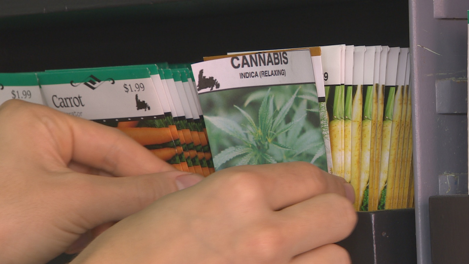 Les graines de cannabis sont déjà prêtes pour la vente au magasin The Seed Company. Les graines de cannabis sont déjà prêtes pour la vente au magasin The Seed Company.