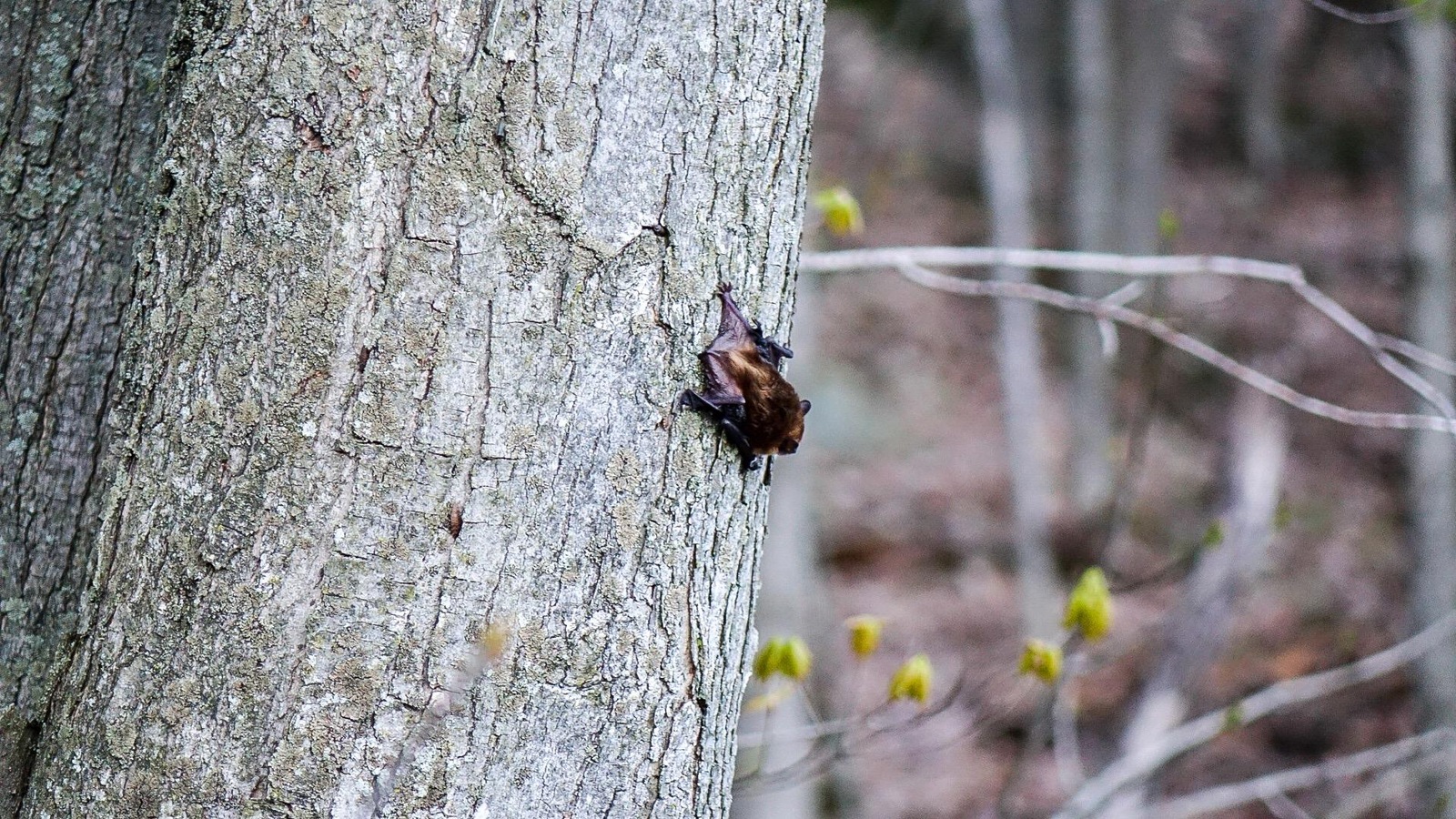 Une grande chauve-souris brune accrochée à un arbre Une grande chauve-souris brune accrochée à un arbre