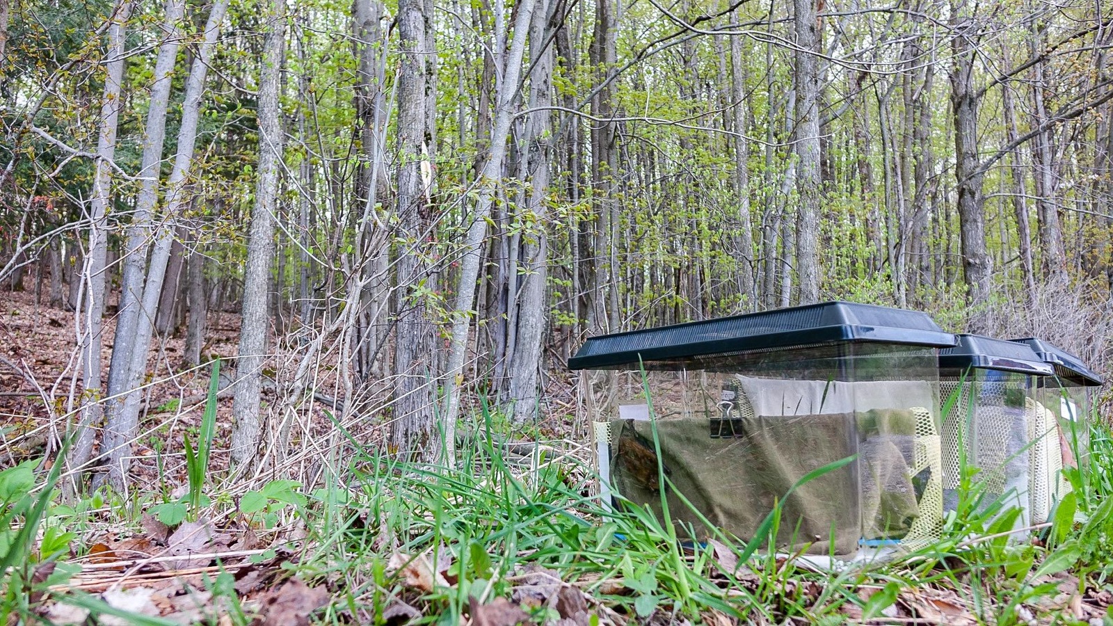 Des grandes chauves-souris brunes dans des cages avant d'être libérées à la Ferme Héritage Miner, à Granby Des grandes chauves-souris brunes dans des cages avant d'être libérées à la Ferme Héritage Miner, à Granby