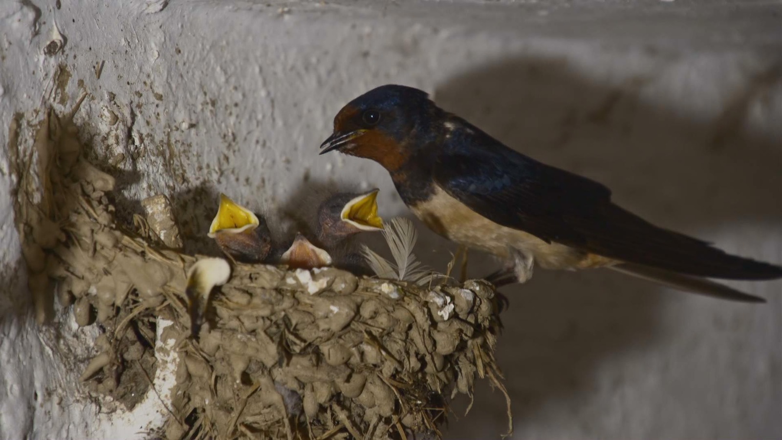 Une hirondelle des granges Une hirondelle des granges