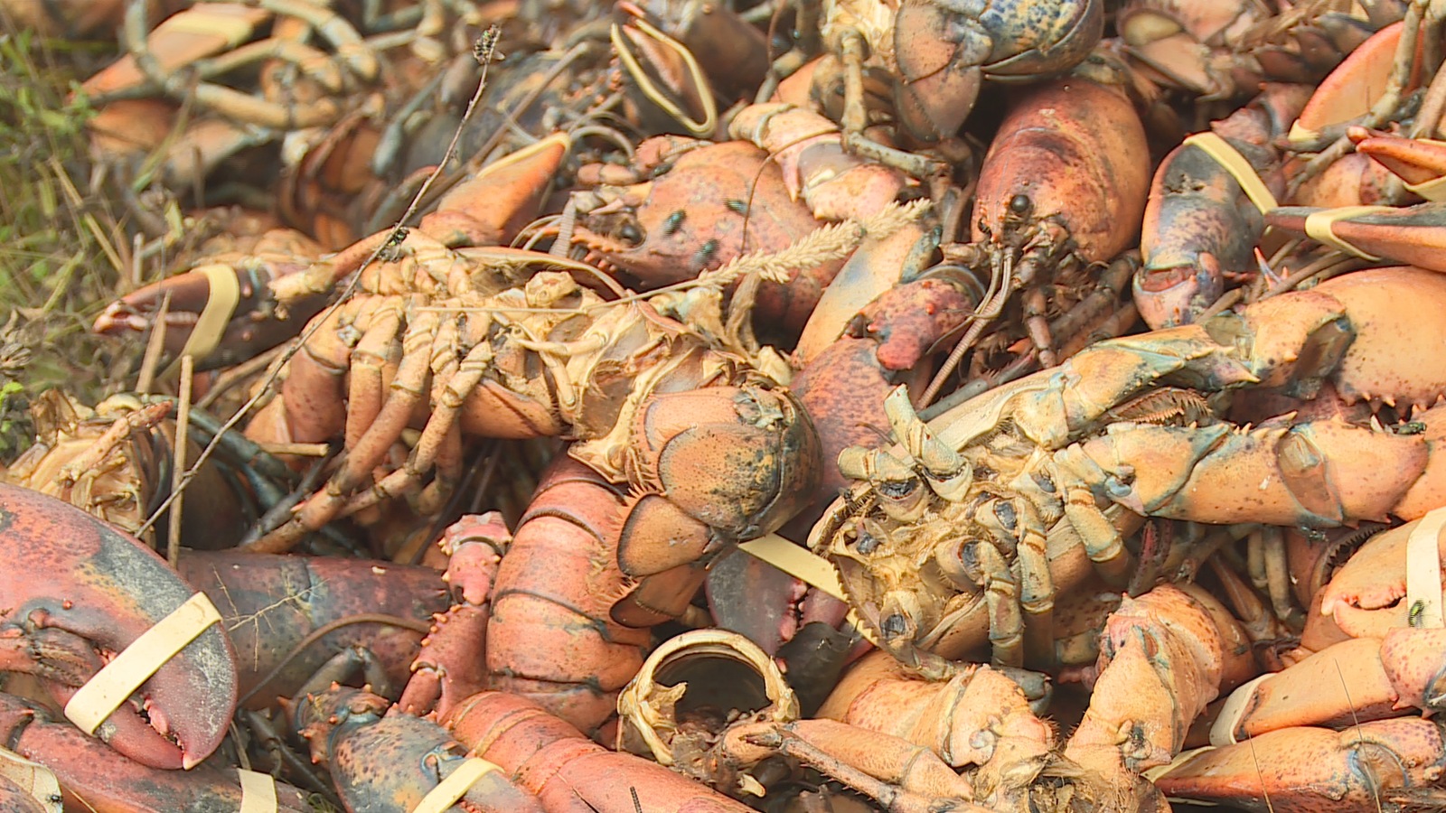 Des centaines de homards morts jetés dans les bois
