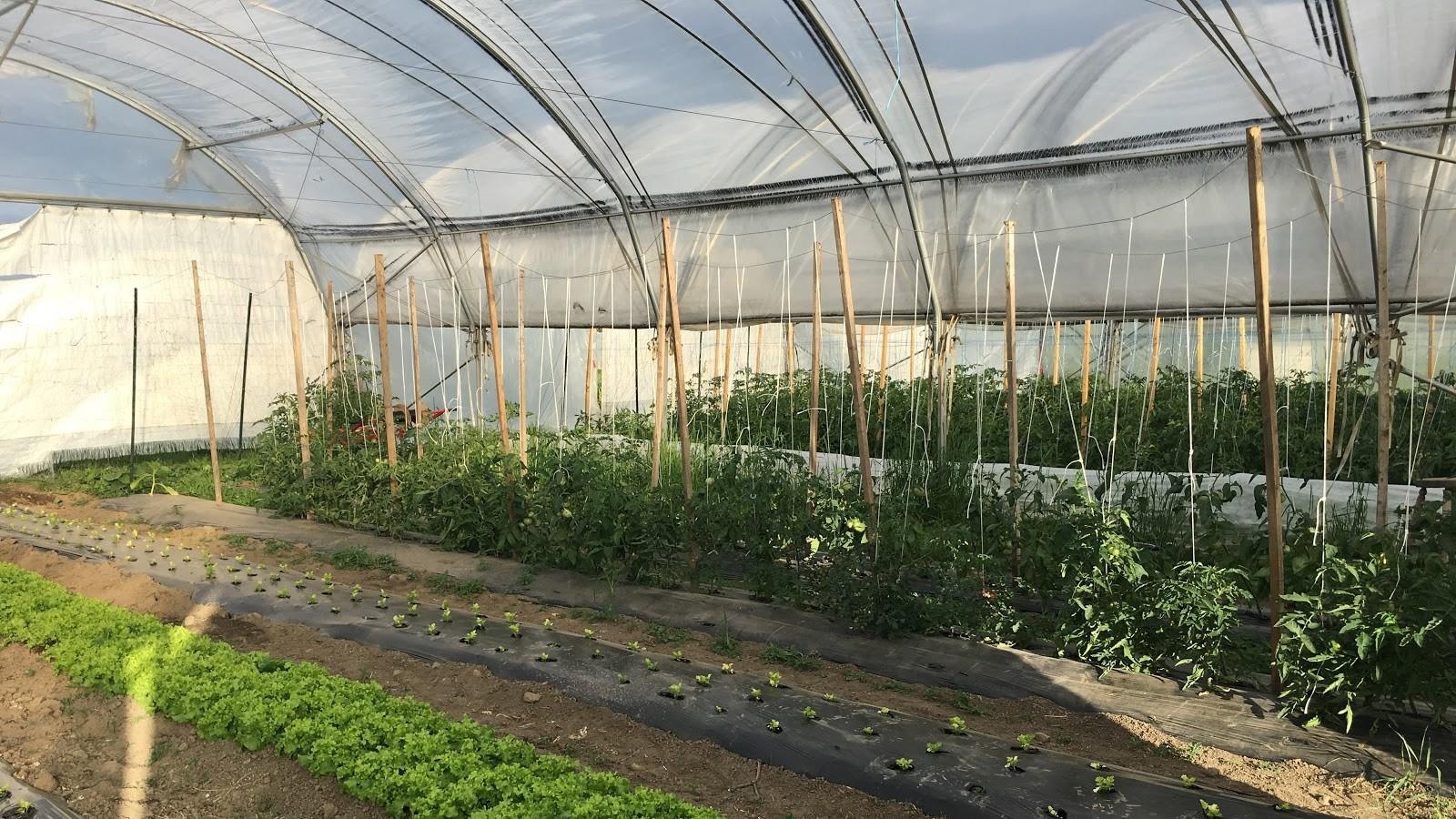 L'intérieur d'une serre de la Plateforme agricole de L'Ange-Gardien. L'intérieur d'une serre de la Plateforme agricole de L'Ange-Gardien.