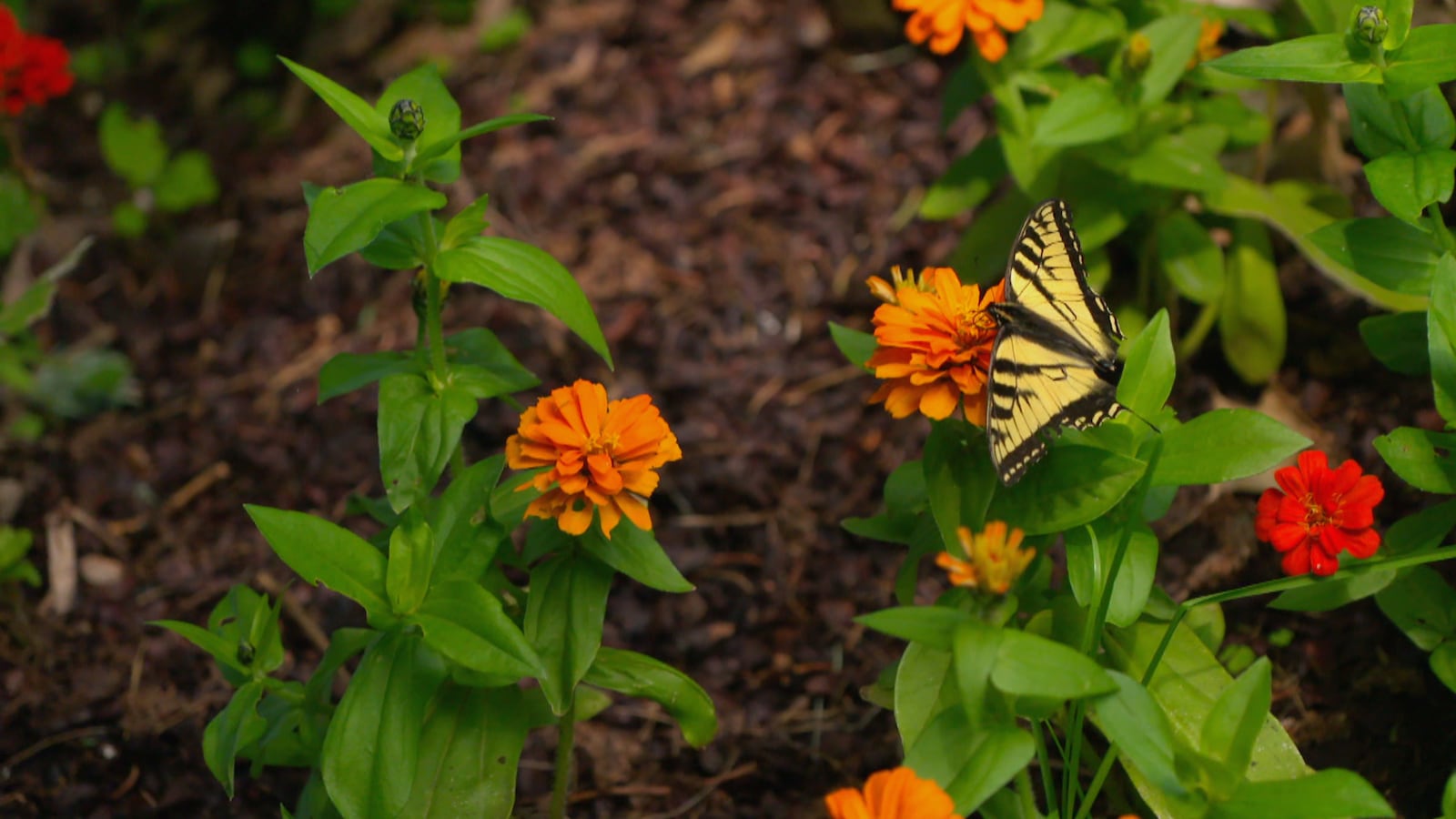 Des fleurs rouges et orange dans un jardin. Des fleurs rouges et orange dans un jardin.