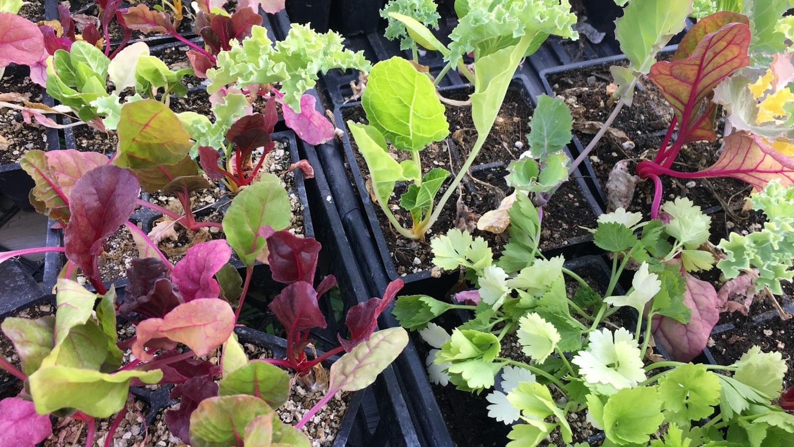 Des plants de laitues et d'herbes fraîches. Des plants de laitues et d'herbes fraîches.