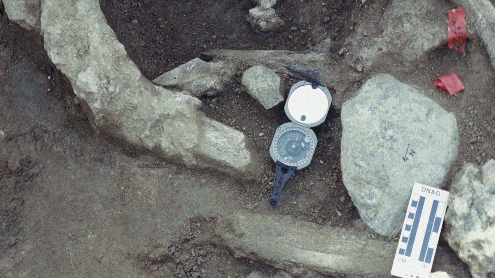 Les os du mastodonte découverts en 1993 près de San Diego Les os du mastodonte découverts en 1993 près de San Diego