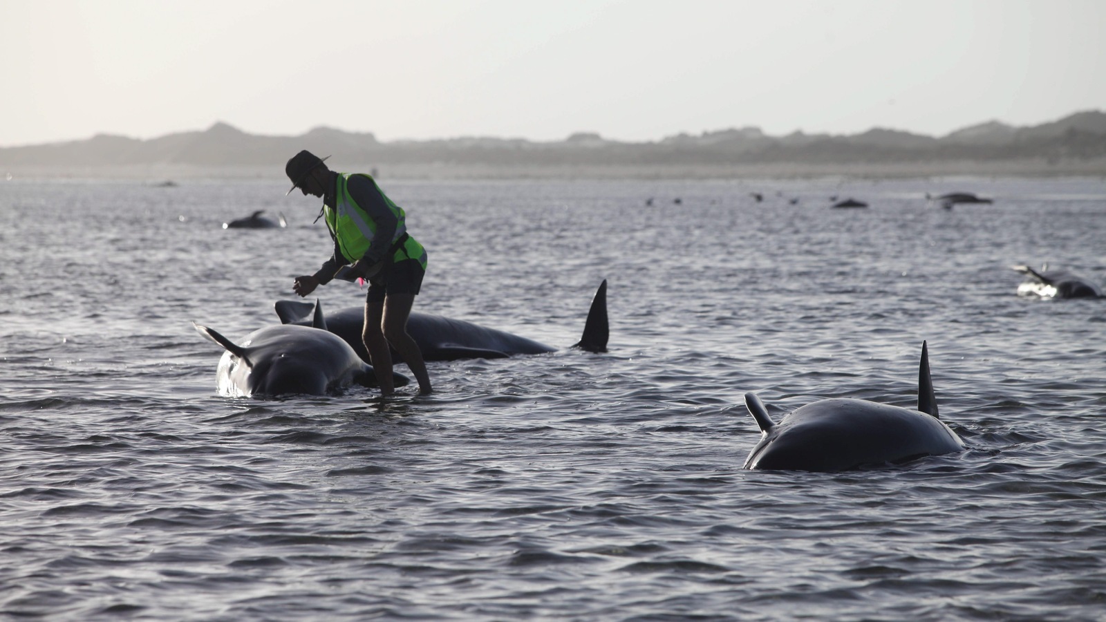 Un travailleur du département de conservation de la faune de la Nouvelle-Zélande tente de porter secours à une baleine échouée. Un travailleur du département de conservation de la faune de la Nouvelle-Zélande tente de porter secours à une baleine échouée.