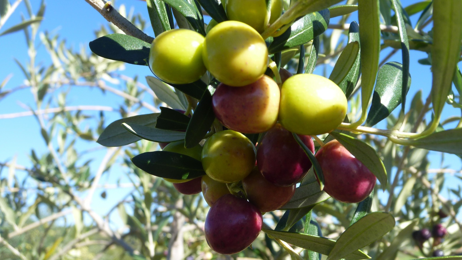 Au Canada, bon nombre d’huiles d’olive ne respecteraient pas les
