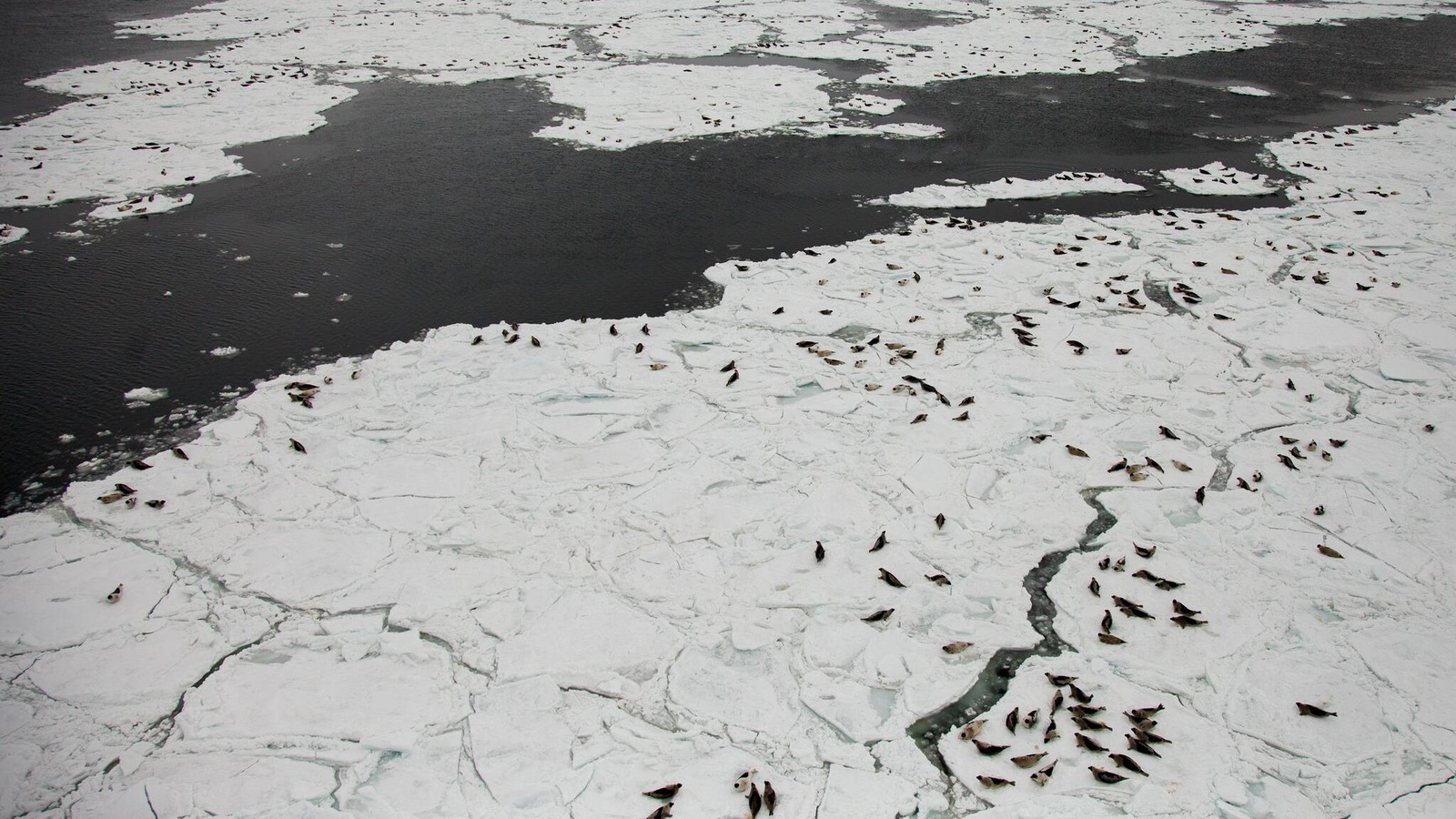 Un troupeau de phoques gris dans le golfe du Saint-Laurent 