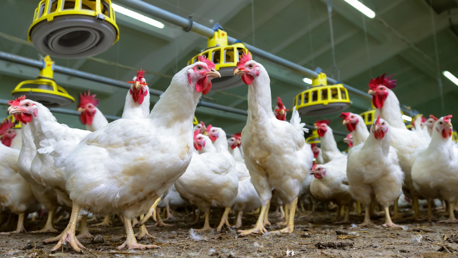 Des poulets dans un poulailler Des poulets dans un poulailler