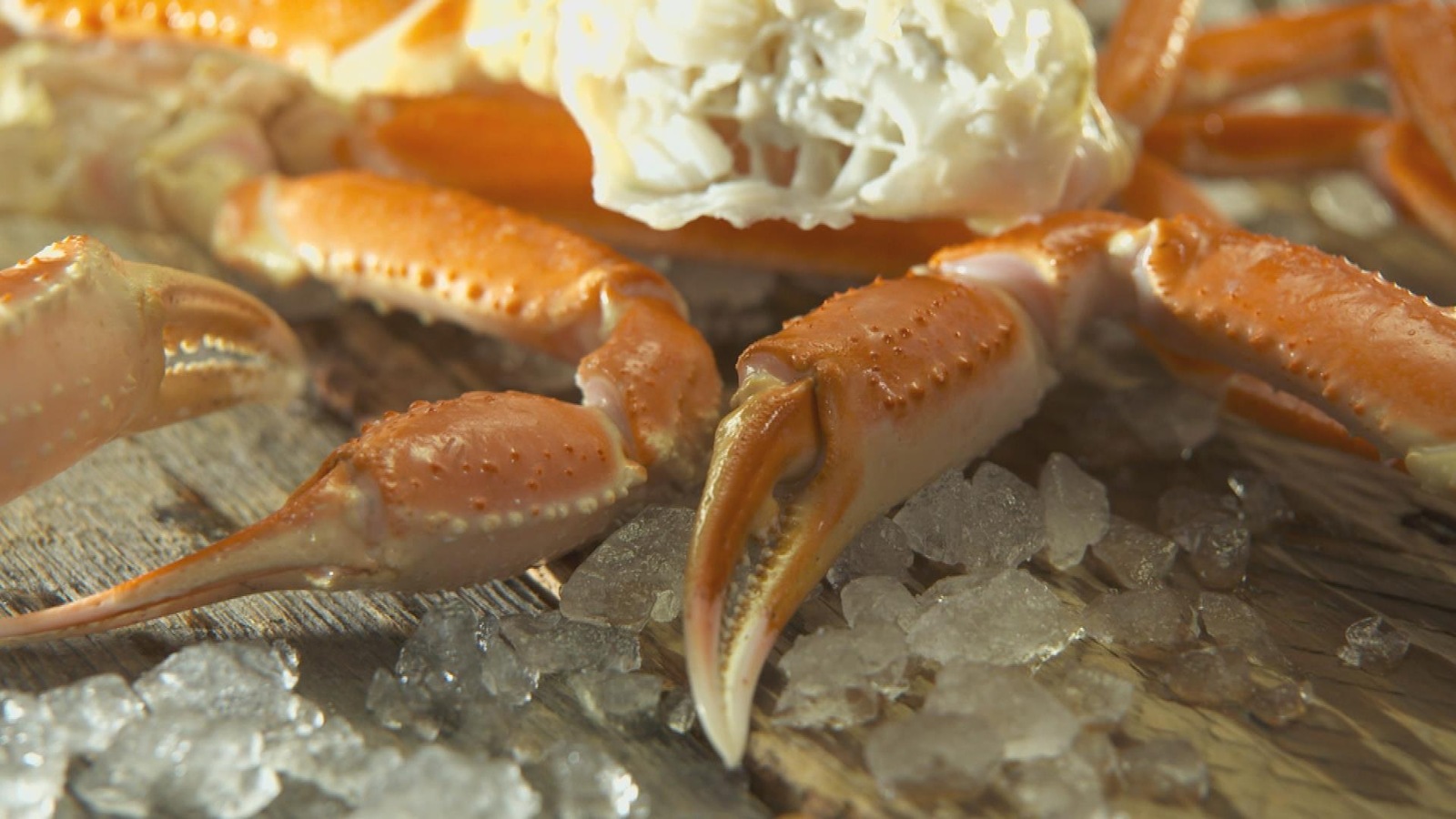 Des pinces de crabe des neiges Des pinces de crabe des neiges