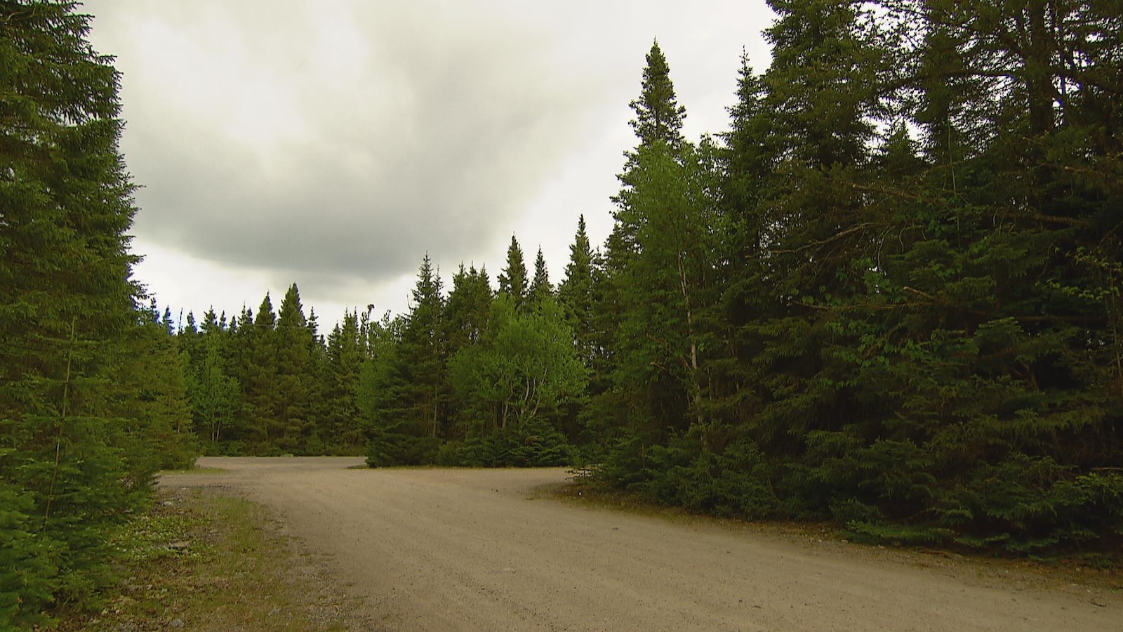 Chemin dans la forêt de la réserve faunique des Laurentides Chemin dans la forêt de la réserve faunique des Laurentides