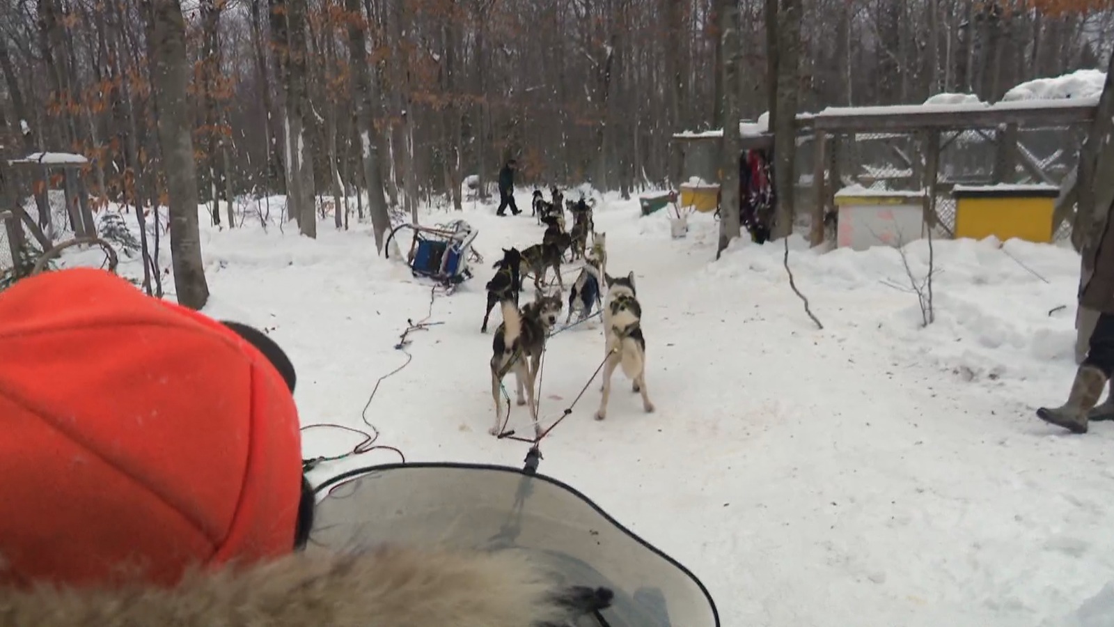 L'attelage de chiens de traîneau de Rémy Leduc. L'attelage de chiens de traîneau de Rémy Leduc.