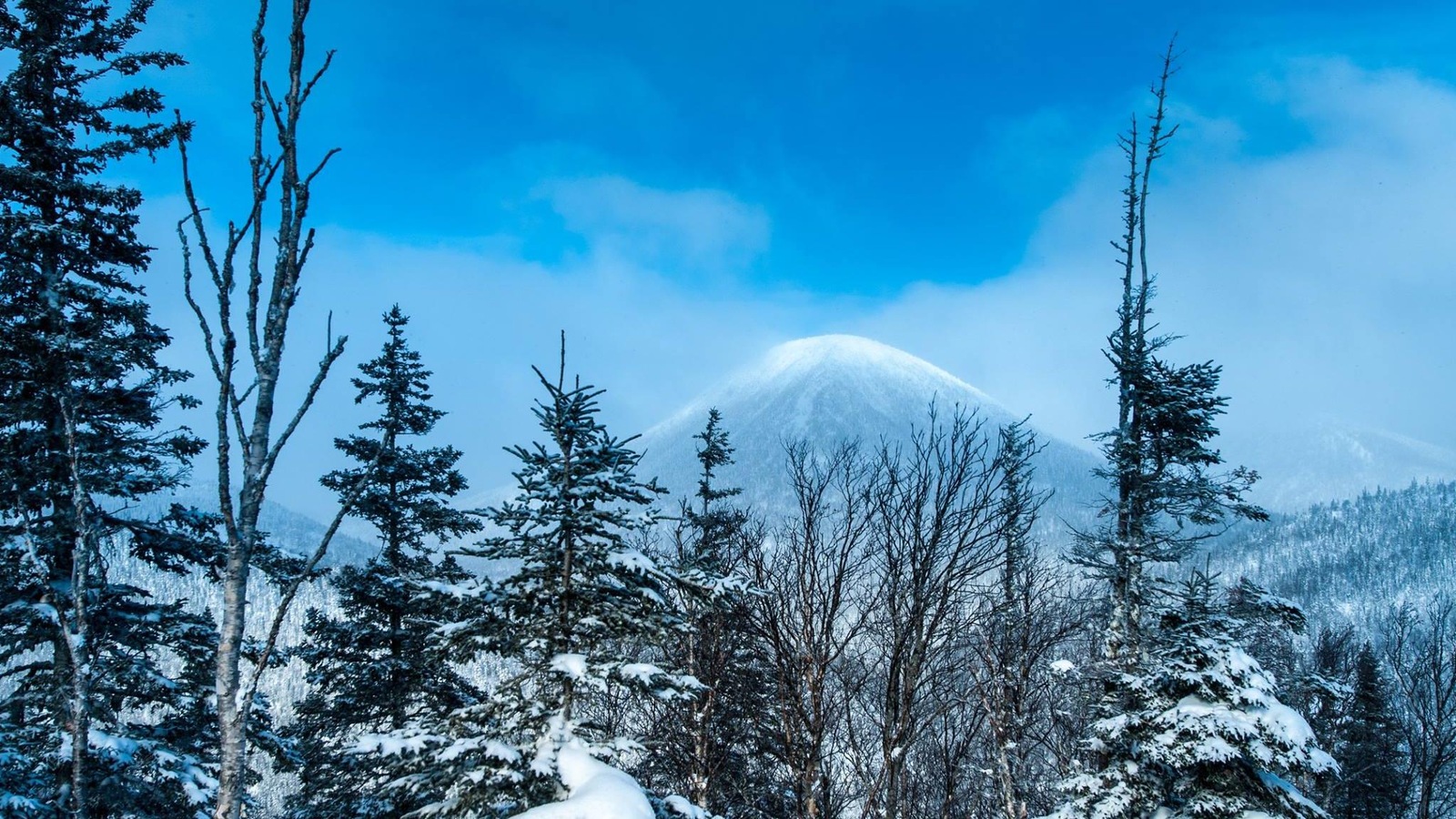 Un paysage de la réserve Matane. Tout au fond: le mont Coleman. Un paysage de la réserve Matane. Tout au fond: le mont Coleman.