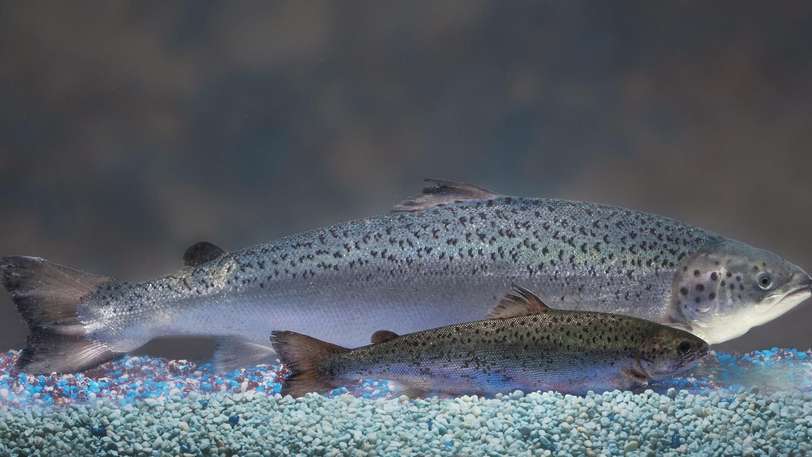 Deux saumons, un petit et un autre beaucoup plus gros, sont côte à côte. Ils ont le même âge selon la compagnie Aquabounty qui élève des saumons transgéniques. Deux saumons, un petit et un autre beaucoup plus gros, sont côte à côte. Ils ont le même âge selon la compagnie Aquabounty qui élève des saumons transgéniques.