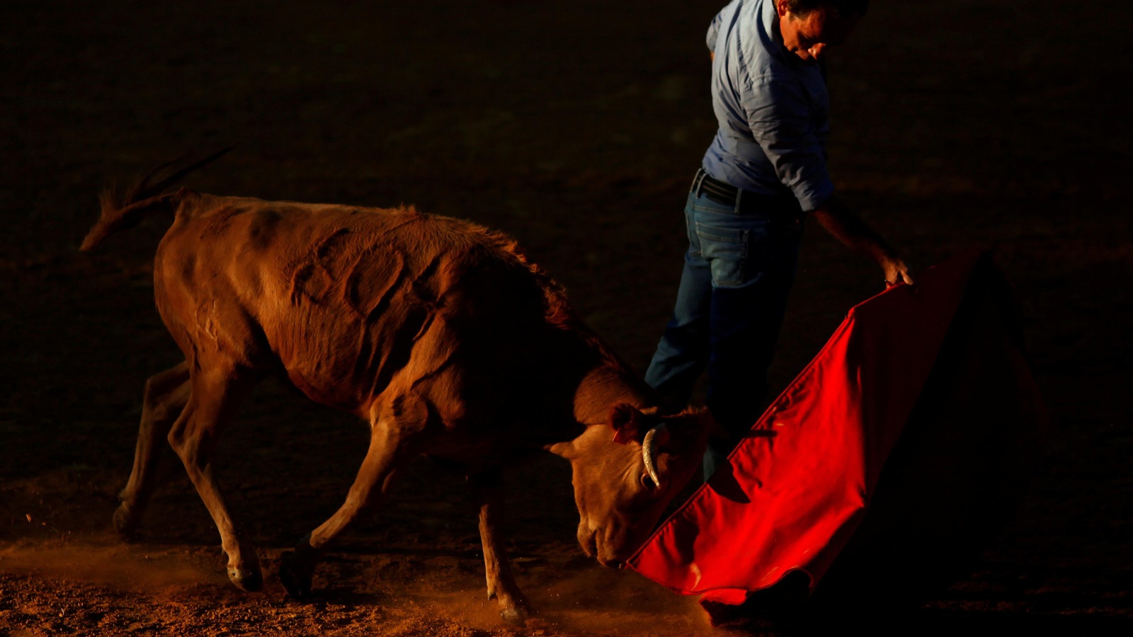Un torero, sa cape rouge et un taurillon Un torero, sa cape rouge et un taurillon