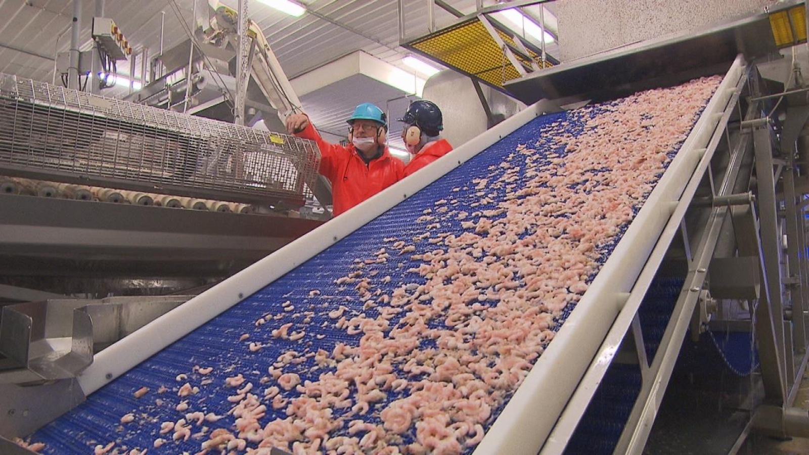 Chaîne de production à l’usine matanaise Les Fruits de mer de l’Est du Québec. Chaîne de production à l’usine matanaise Les Fruits de mer de l’Est du Québec.