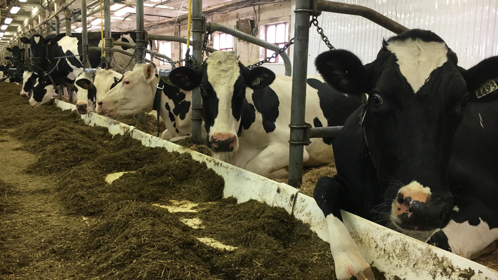 Vaches laitières de la ferme Hector Claveau et fils à Saint-Gabriel-de-Rimouski Vaches laitières de la ferme Hector Claveau et fils à Saint-Gabriel-de-Rimouski