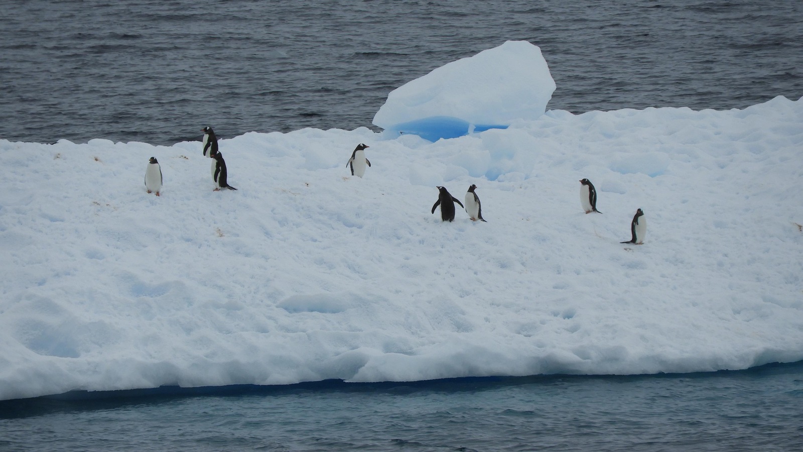 Des pingouins sur un iceberg Des pingouins sur un iceberg