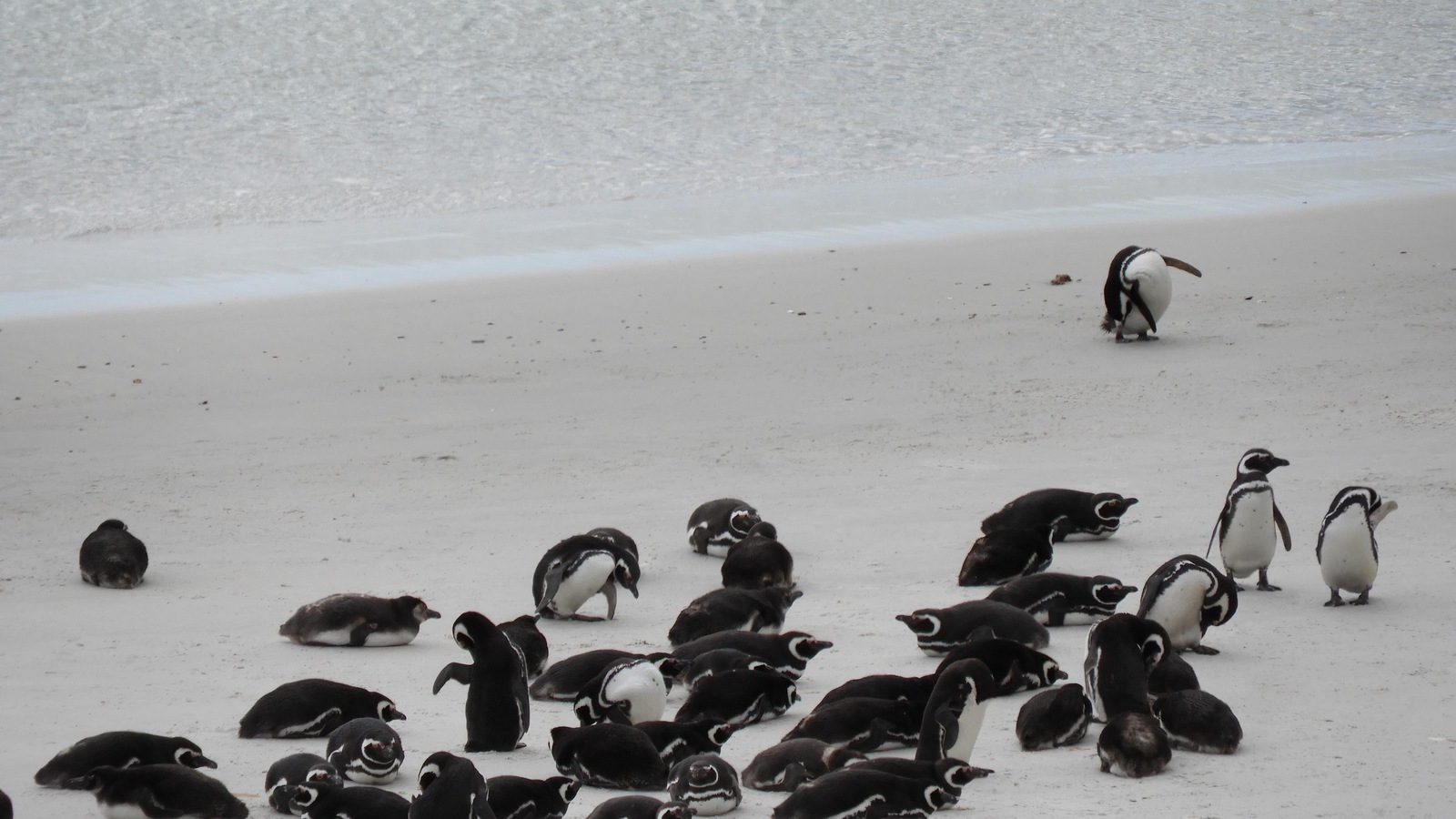 Des pingouins sur une plage Des pingouins sur une plage