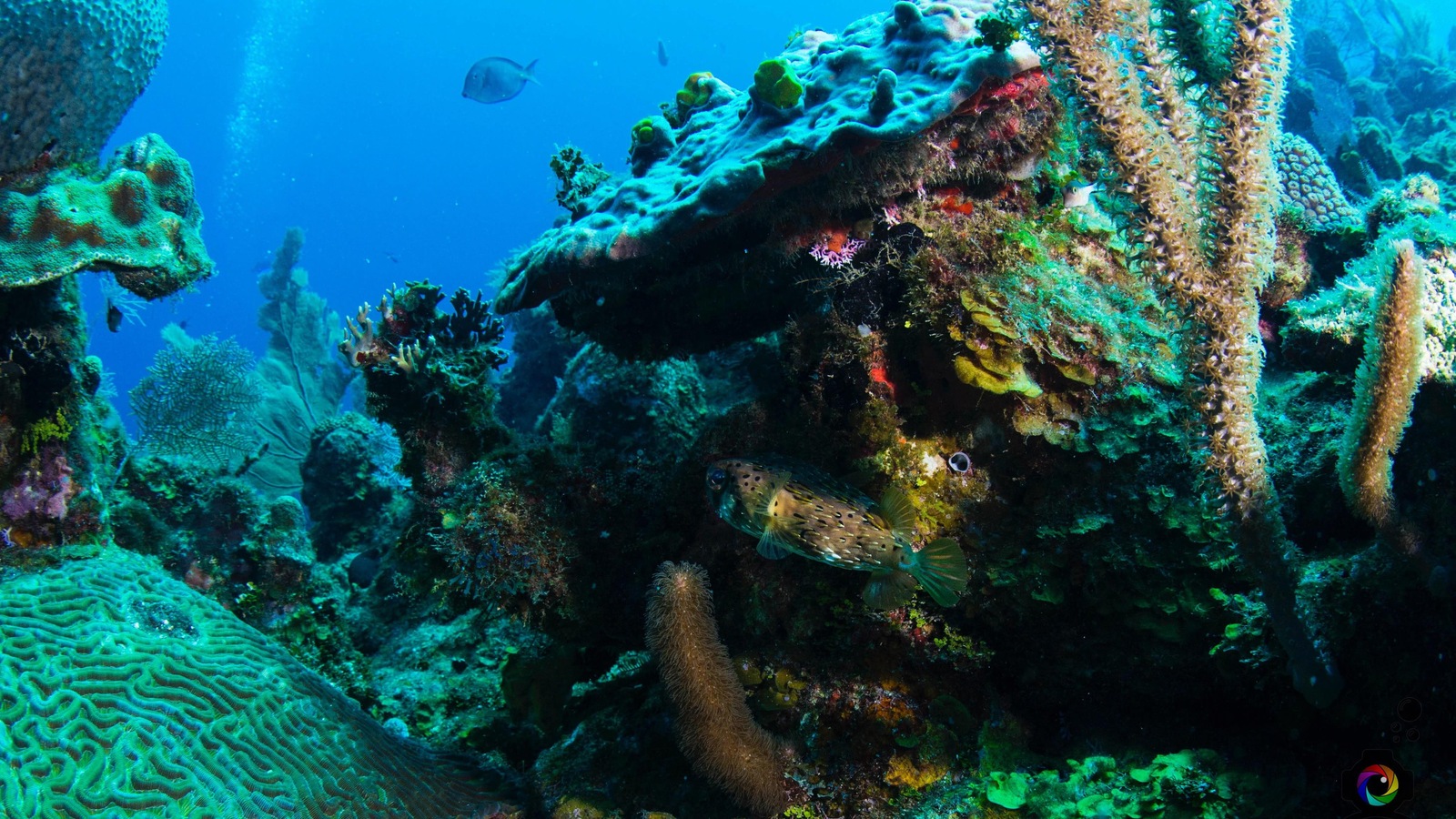 Les fonds matins de Roatan, au Honduras Les fonds matins de Roatan, au Honduras