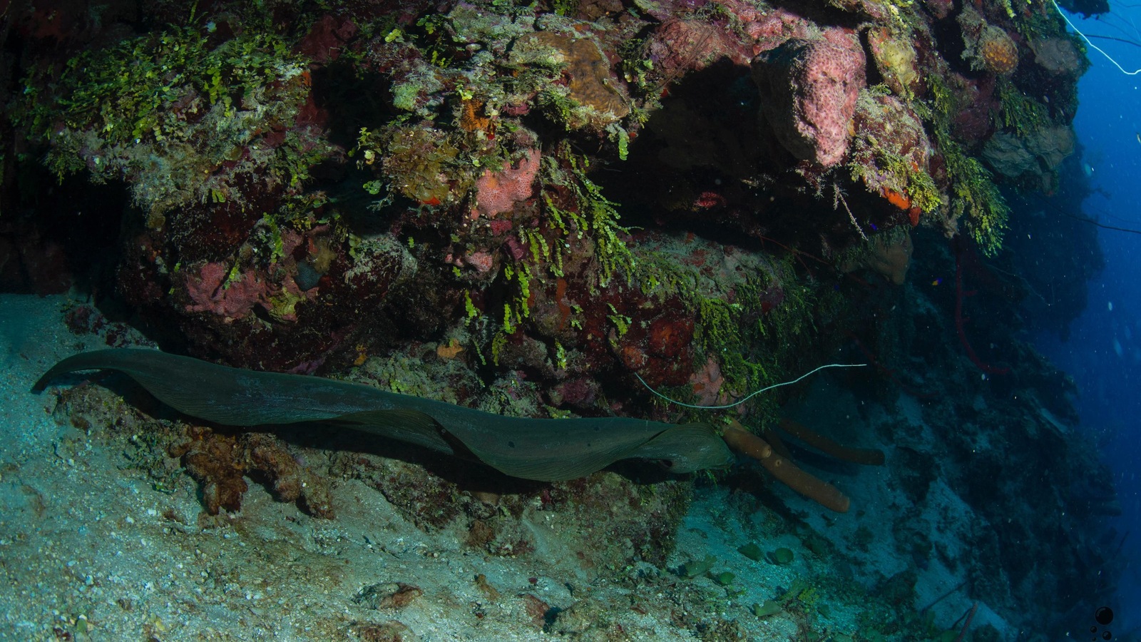 Une murène dans les fonds matins de Roatan, au Honduras Une murène dans les fonds matins de Roatan, au Honduras
