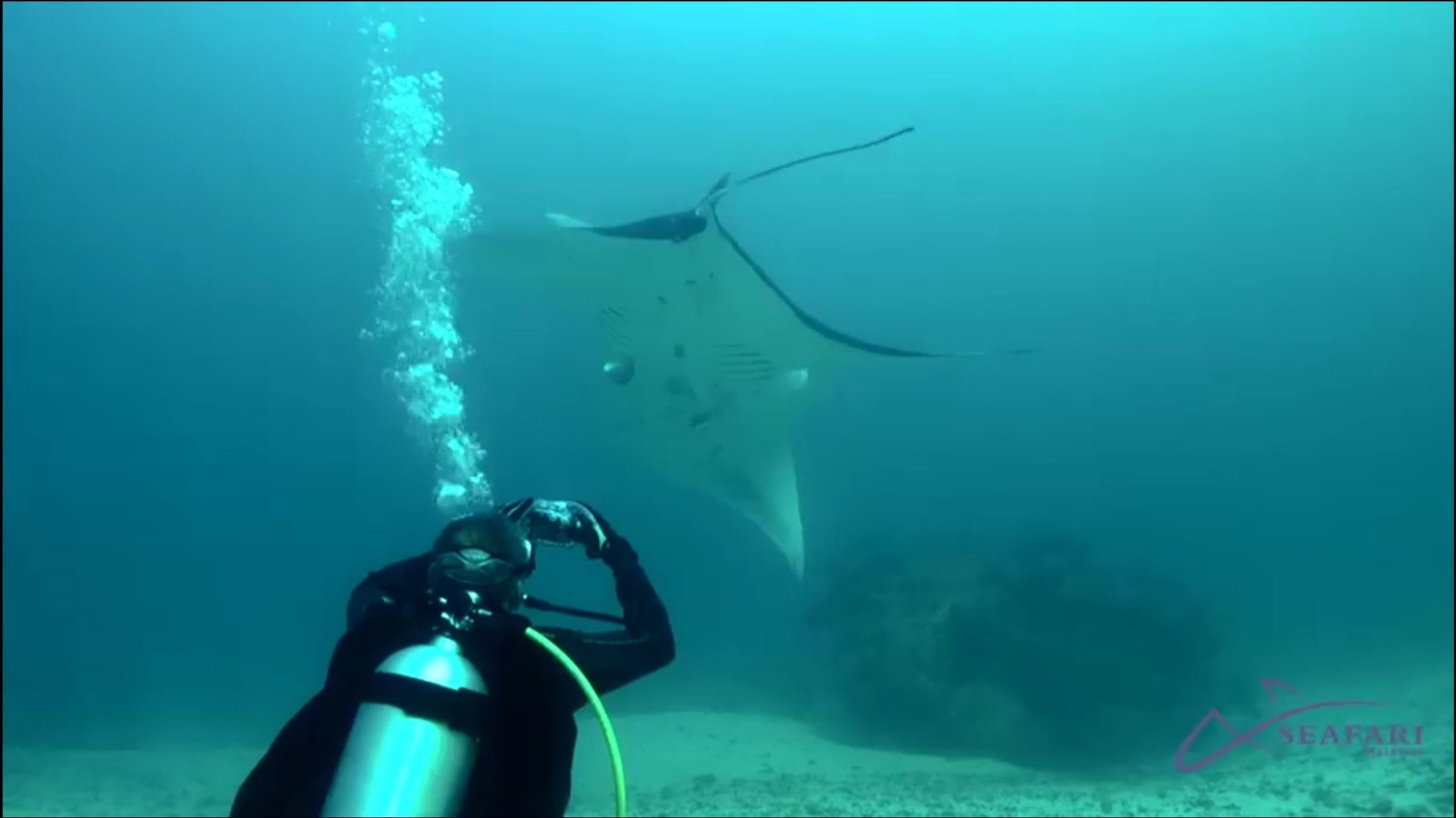 Une raie manta aux îles Maldives. Une raie manta aux îles Maldives.