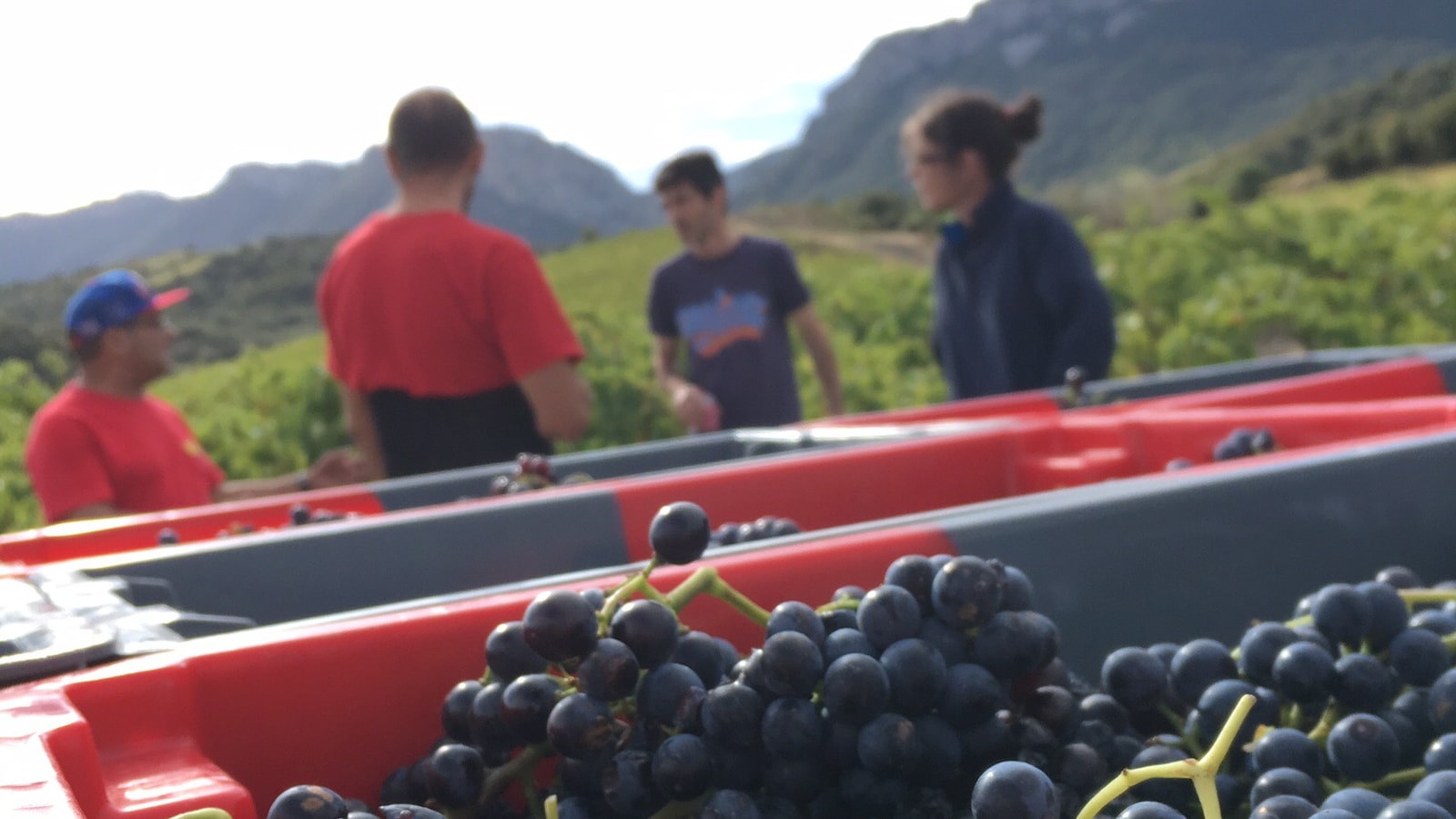 Des raisins noirs dans un grand récipient avec des gens et des montagnes en arrière-plan Des raisins noirs dans un grand récipient avec des gens et des montagnes en arrière-plan