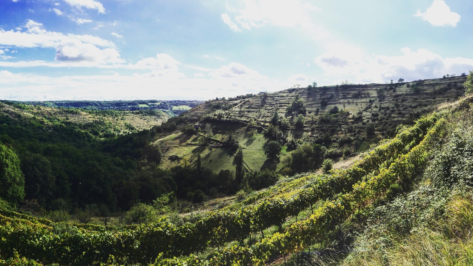 Des vignes en France Des vignes en France
