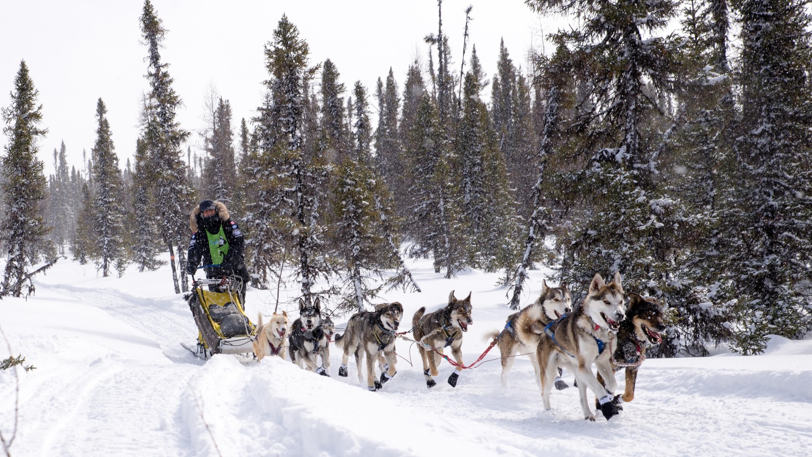 Le meneur de chiens Martin Massicotte conduit son attelage dans une section forestière du parcours. Le meneur de chiens Martin Massicotte conduit son attelage dans une section forestière du parcours.