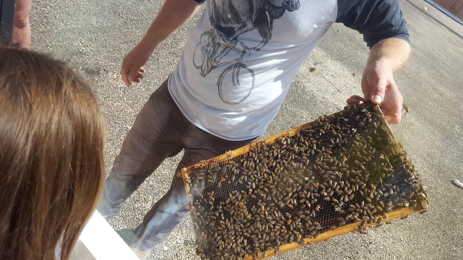 Un apiculteur montre des abeilles à des jeunes à Winnipeg. Un apiculteur montre des abeilles à des jeunes à Winnipeg.