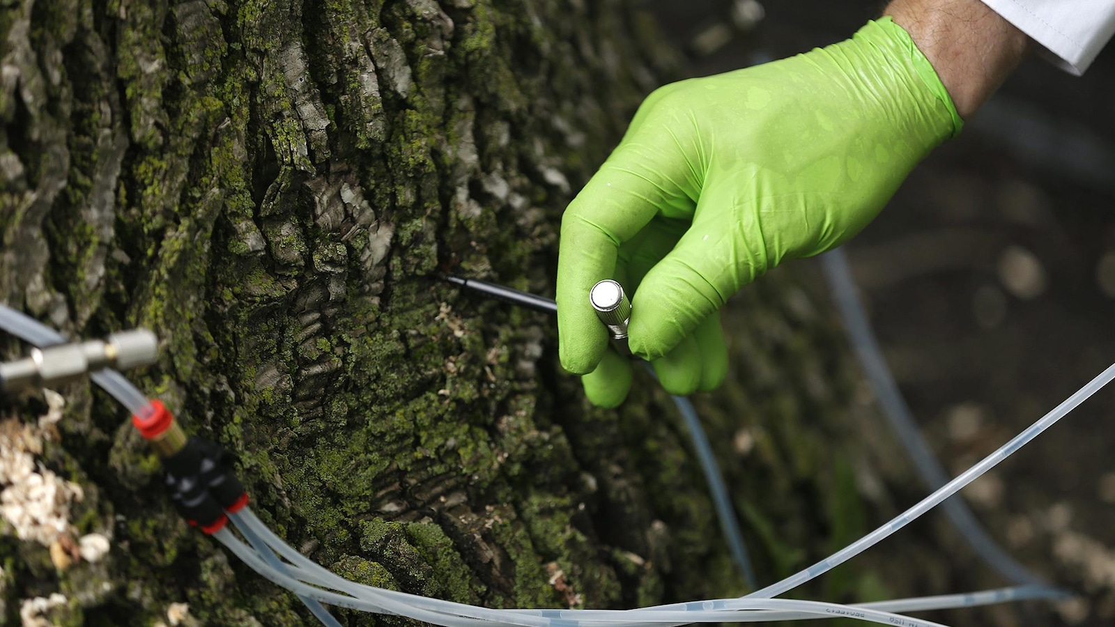 Une main gantée de vert injecte un insecticide dans un arbre. Une main gantée de vert injecte un insecticide dans un arbre.