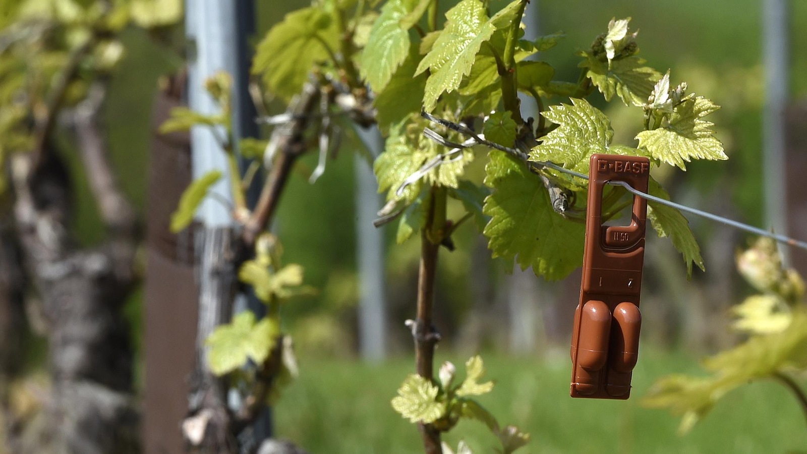 Une capsule est accrochée sur un fil de fer à côté de vignes. Une capsule est accrochée sur un fil de fer à côté de vignes.