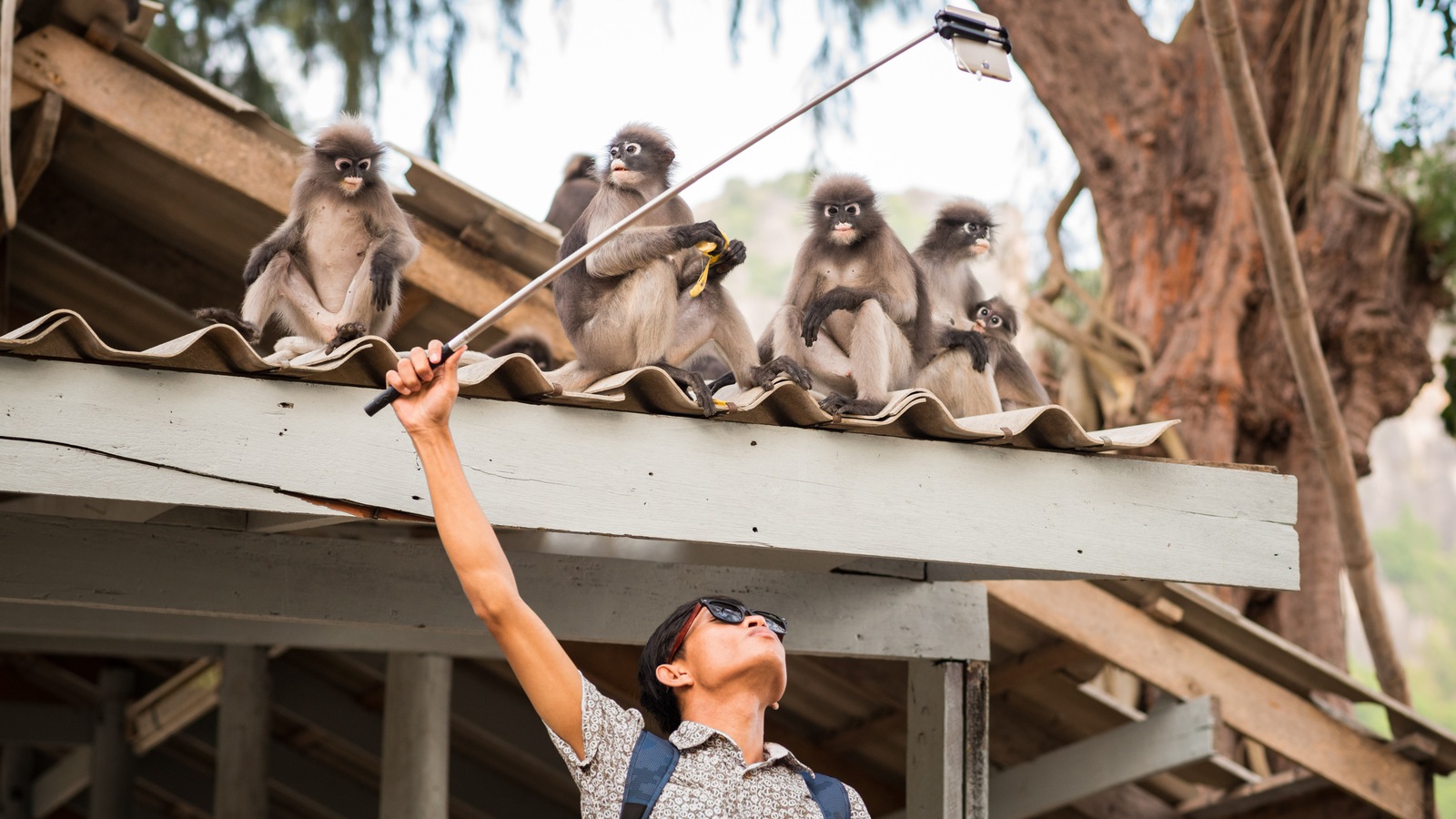 Un touriste prend un égoportrait avec des singes en Thaïlande. Un touriste prend un égoportrait avec des singes en Thaïlande.
