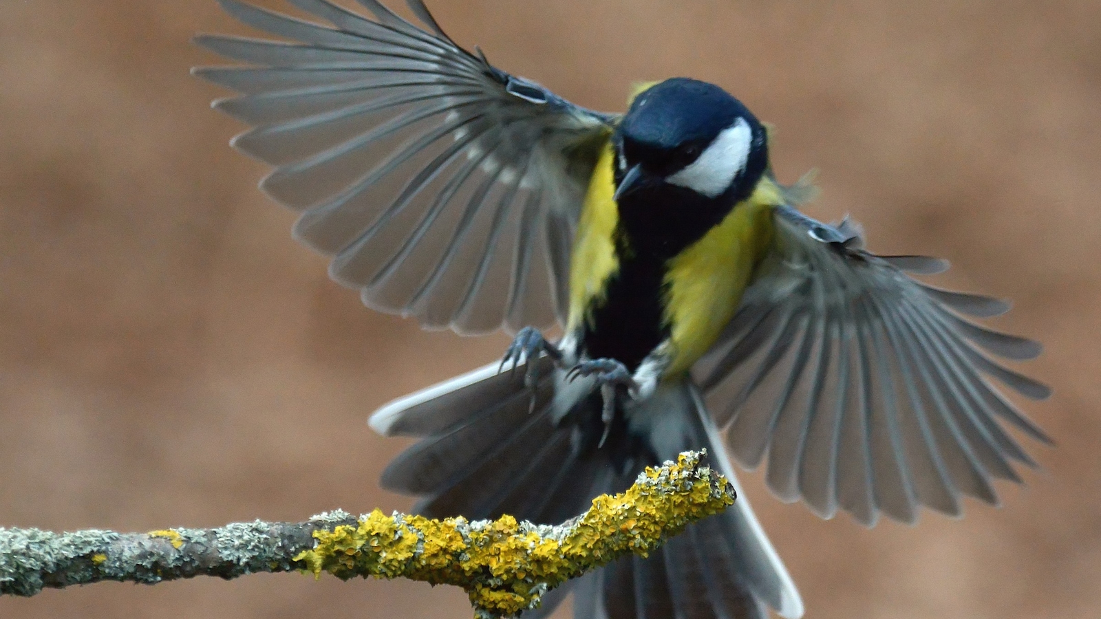 Une mésange charbonnière atterrissant sur une branche d'arbre. Une mésange charbonnière atterrissant sur une branche d'arbre.
