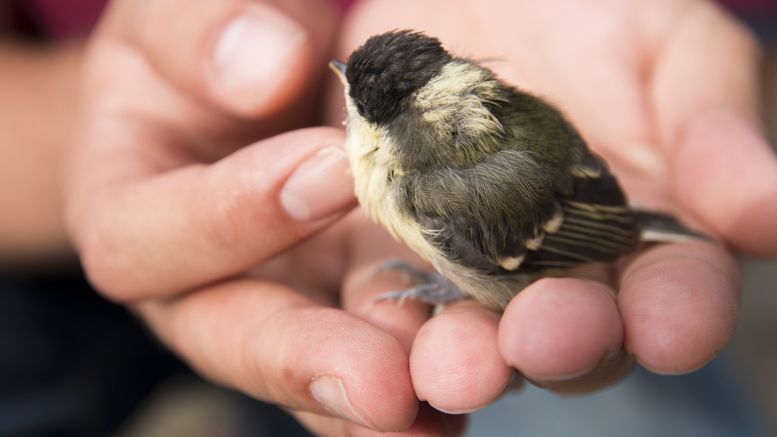 Les oiseaux peuvent transmettre à l’être humain la psittacose. Les oiseaux peuvent transmettre à l’être humain la psittacose.